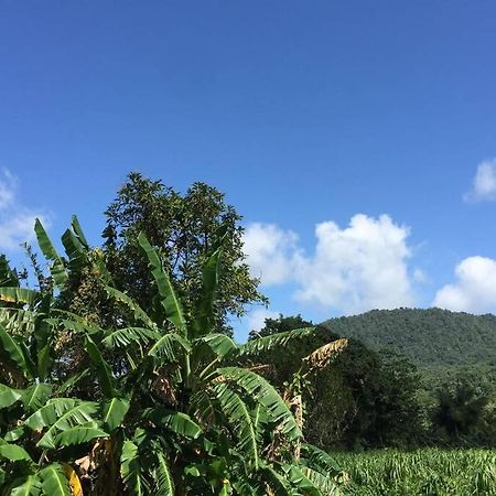 Logement En Pleine Verdure Tropicale -10 Min Plage Le Morne-Rouge Exterior photo