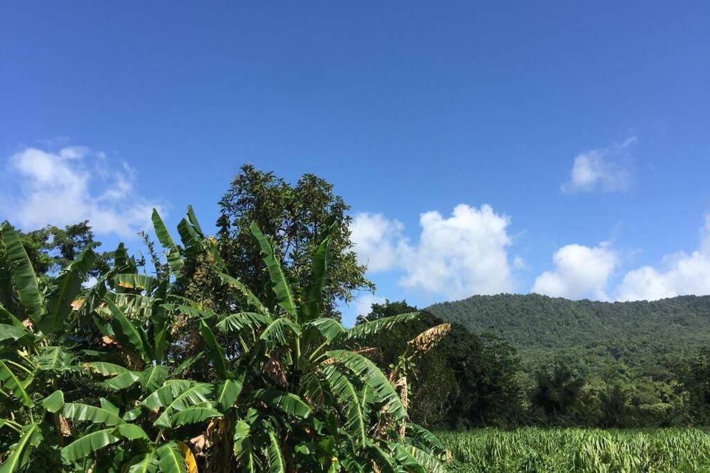 Logement En Pleine Verdure Tropicale -10 Min Plage Le Morne-Rouge Exterior photo