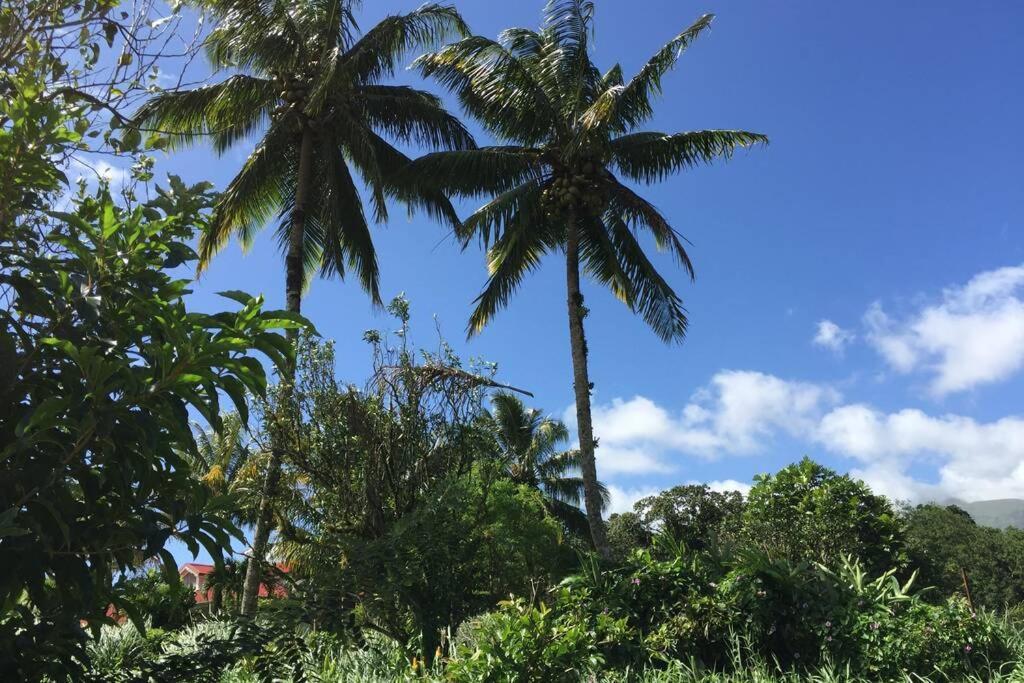 Logement En Pleine Verdure Tropicale -10 Min Plage Le Morne-Rouge Exterior photo