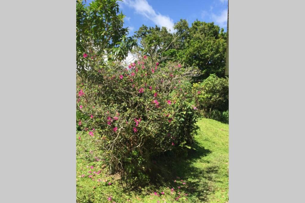 Logement En Pleine Verdure Tropicale -10 Min Plage Le Morne-Rouge Exterior photo